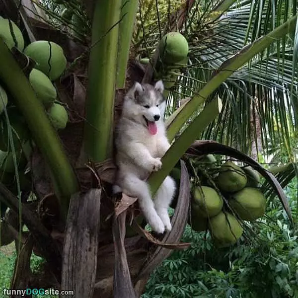 I Am Nuts