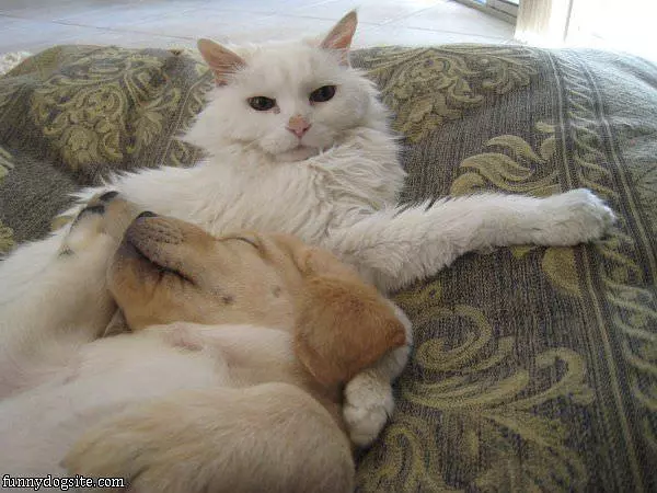 We Are Pals