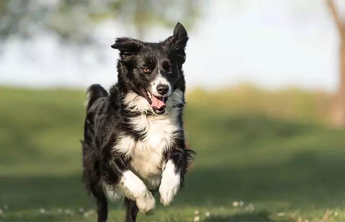 Border Collie running