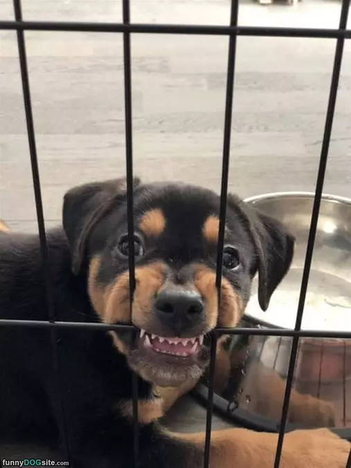 Let Me Out