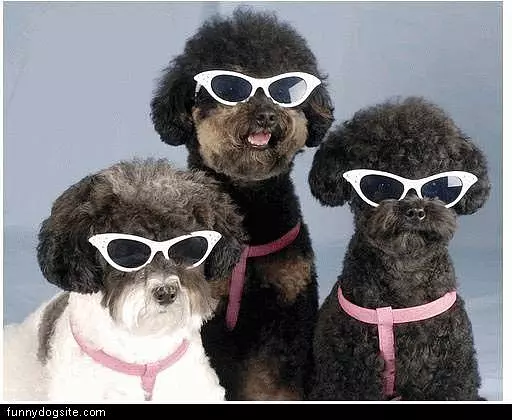 Nice Shades