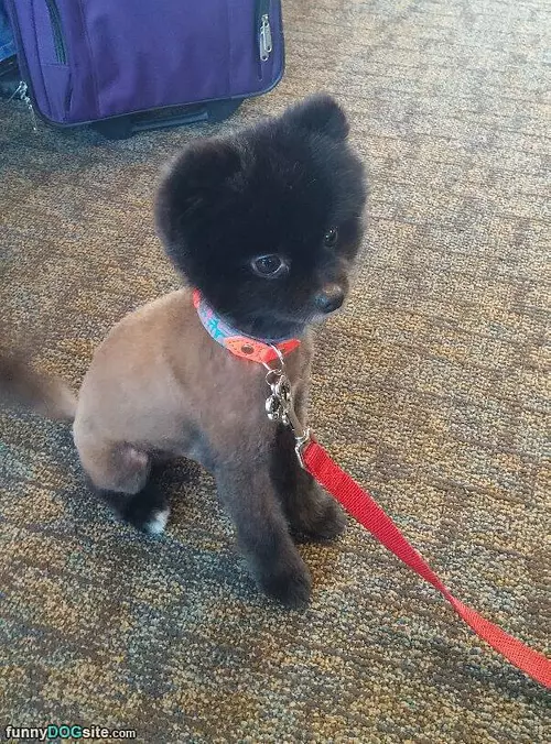 I Has The Cute