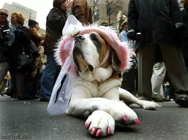 Princess Dog