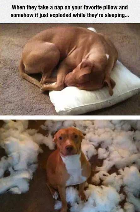 Special Pillow