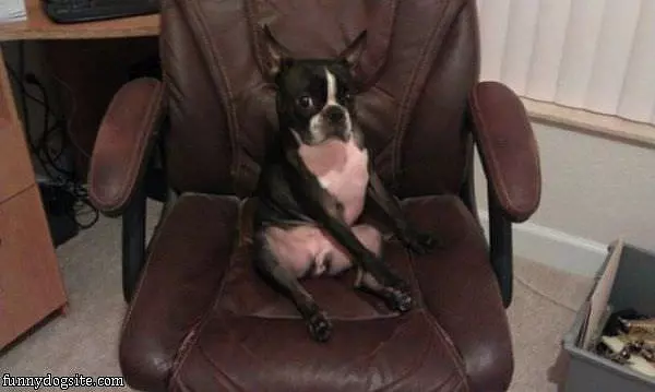 Office Dog