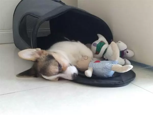 Asleep With My Toy