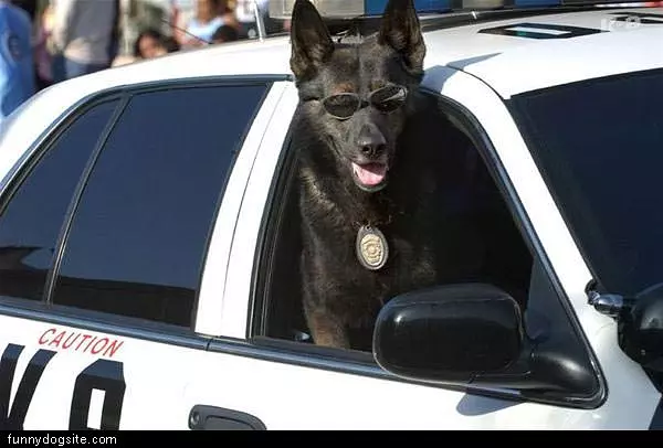 K9 Unit