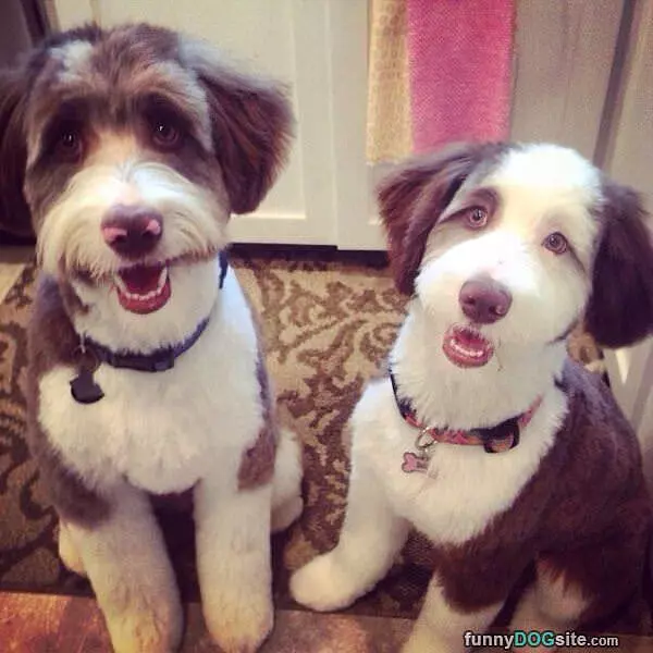 Cute Puppies