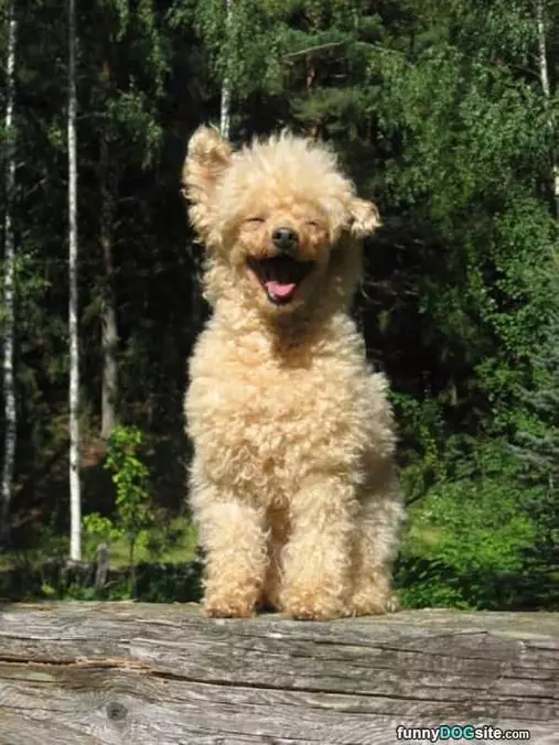 That Is A Happy Happy Dog
