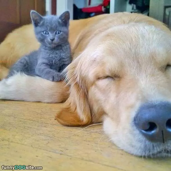 Who Is Waking Us Up