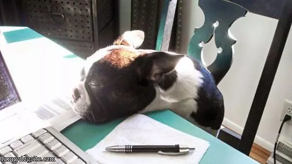 I Has A Tired