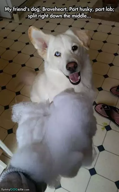 Part Husky Part Lab