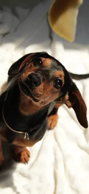 Dachshund