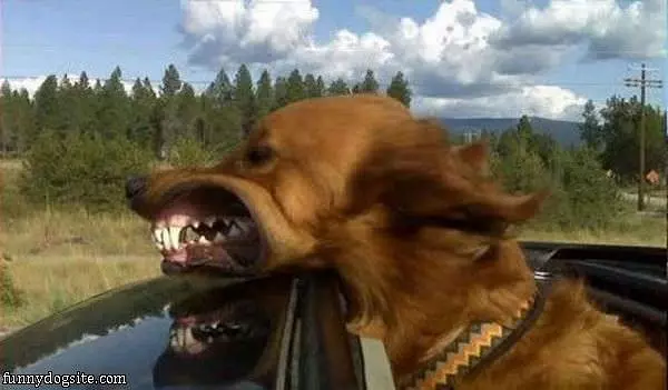 Sunroofs Are Great