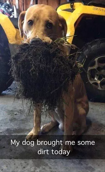 My Dog Brought Me Some Dirt