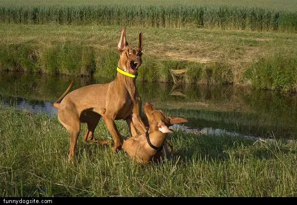Crazy Dog Fight