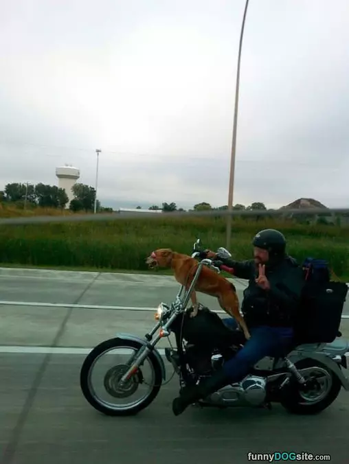 Go Faster Human
