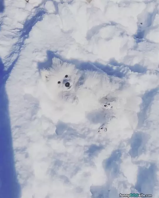 Hanging Out In The Snow