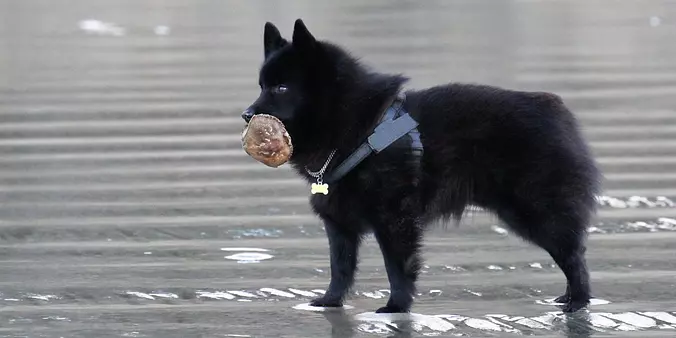 Schipperke crab