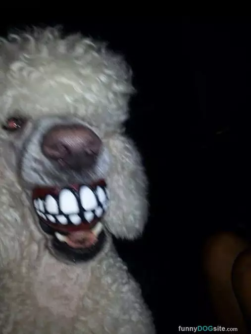 Fetched The Crazy Ball