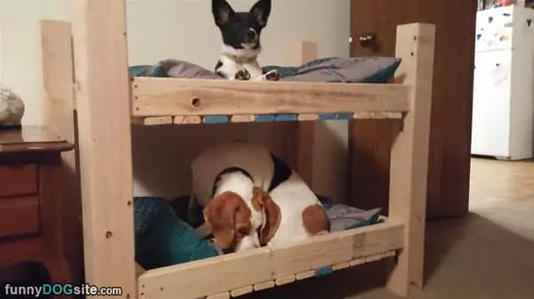 Bunk Beds