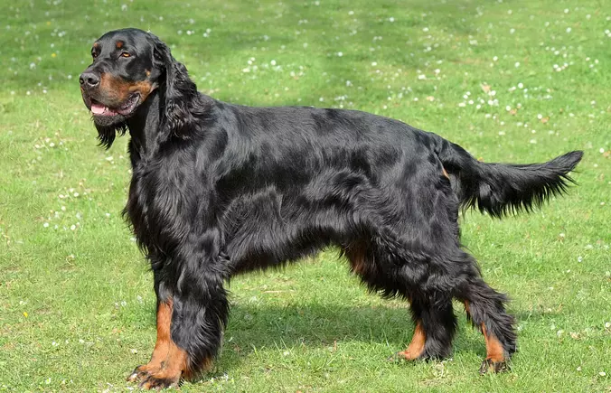 Gordon Setter