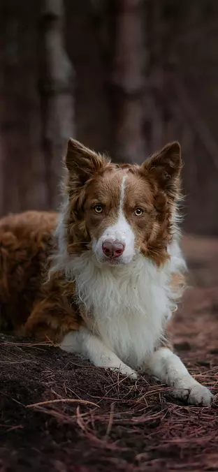 Australian Shepherd