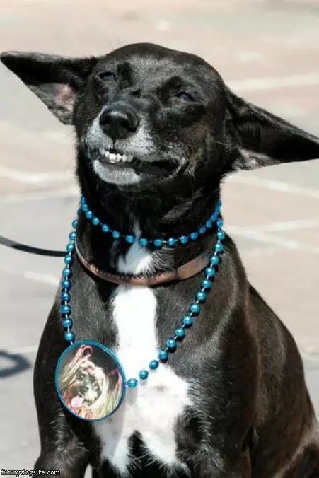 Happy Dog