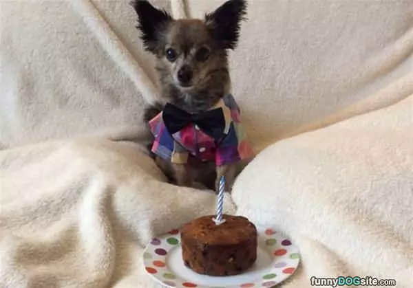 I Love My Birthday