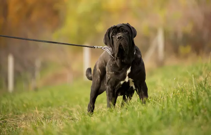 Black Mastiff