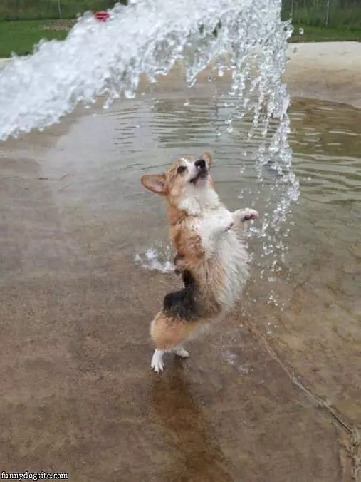 Jumping For Water