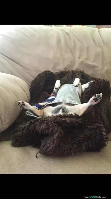 Sleepy Dog