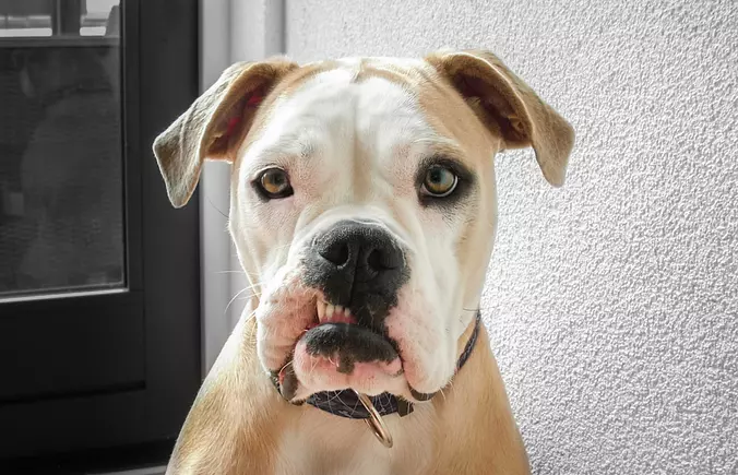 American Bulldog funny face