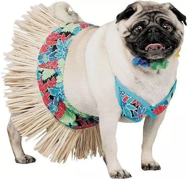 Hula Pug