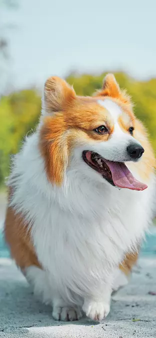 Pembroke Welsh Corgi