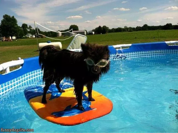 Hanging Out On The Pool