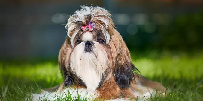 Shih Tzu dog