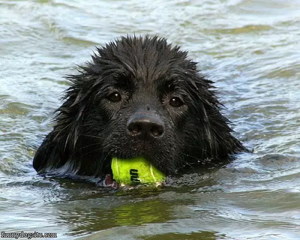 Fetch It Anywhere