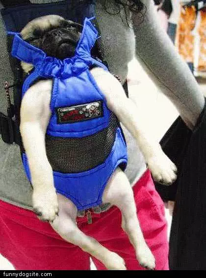 Pug Back Pack