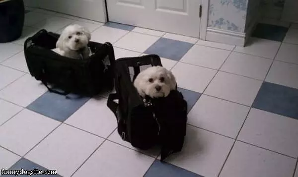 Bags Of Puppies