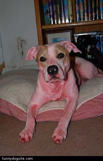 Pink Dog