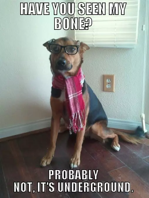 Hipster Dog