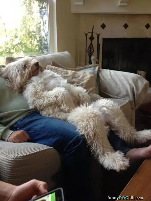 One Comfortable Dog