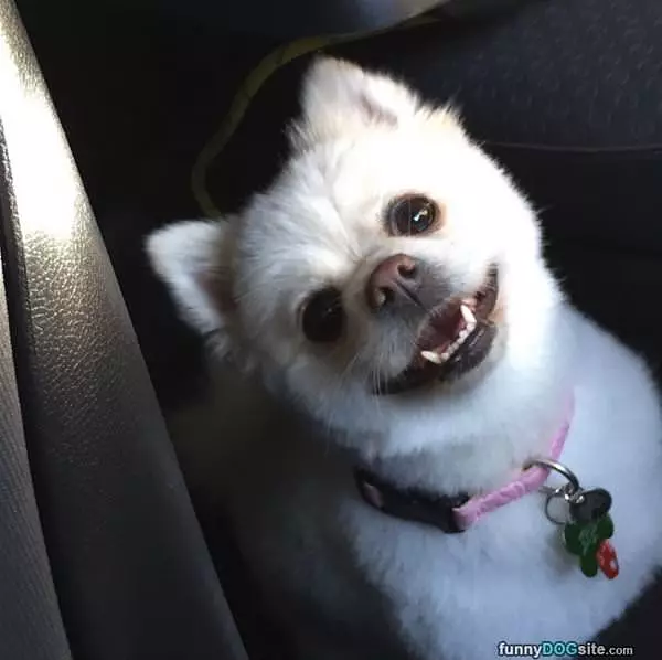 I Want Snacks