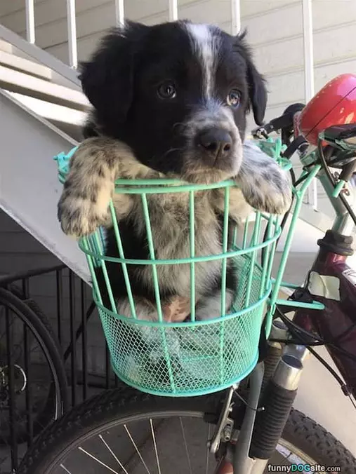 The Cutest Puppy Ever