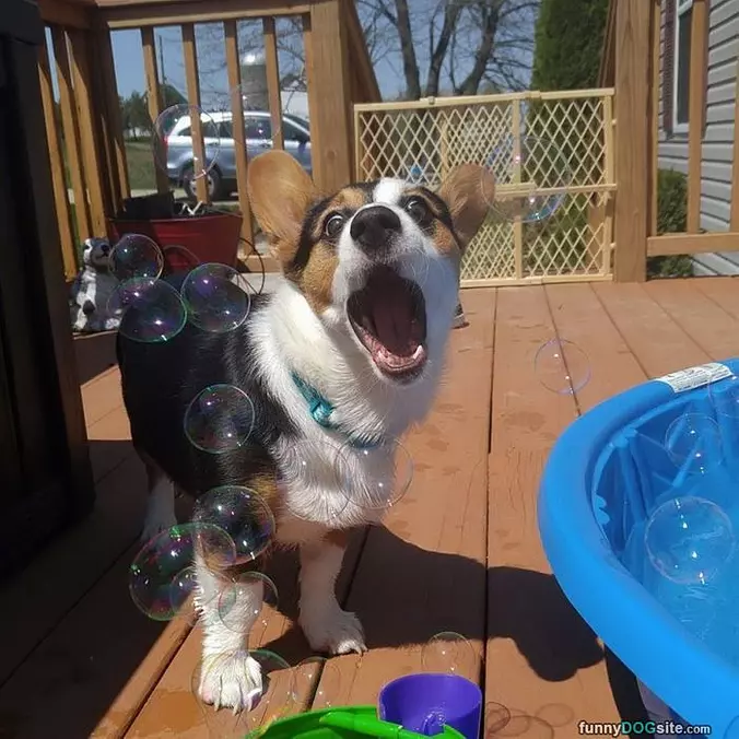 Bubble Dog