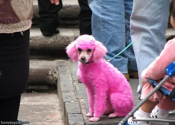 Pink Dog