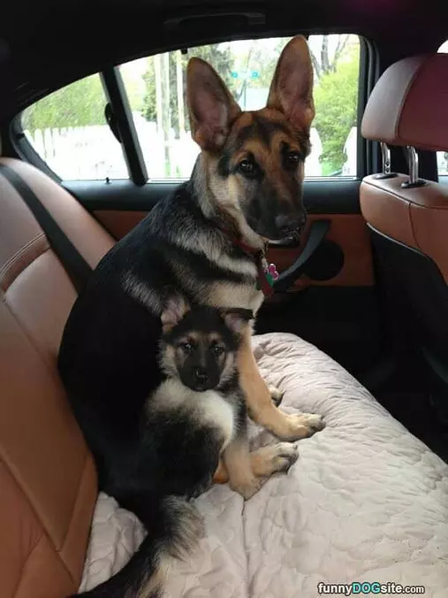 Me And My Pup
