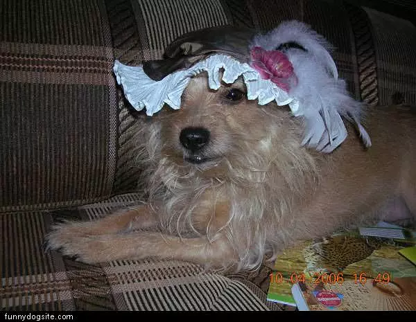 Nice Hat