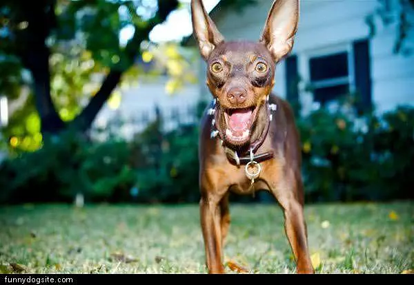 Excited Dog